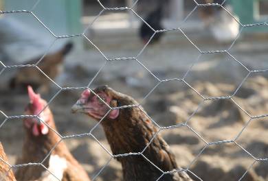Carbon Steel Woven Fence