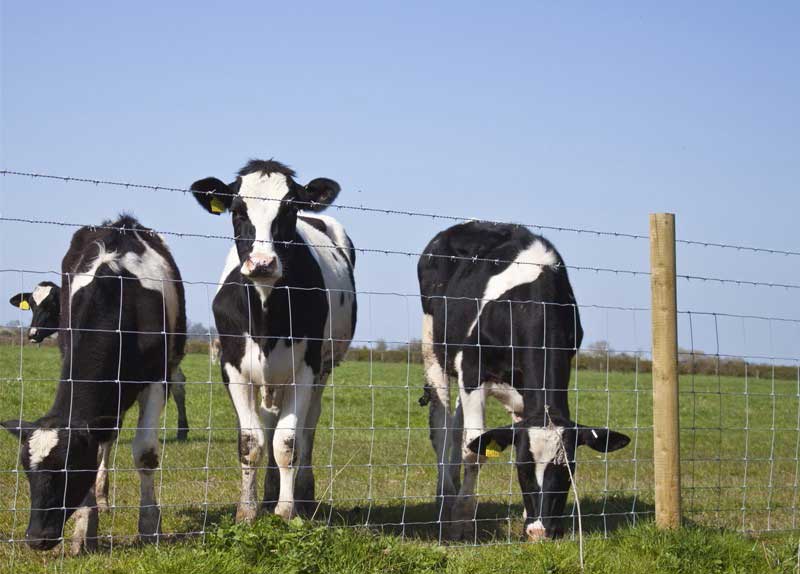 Hinge knot field fence is the most common used type with economic benefits