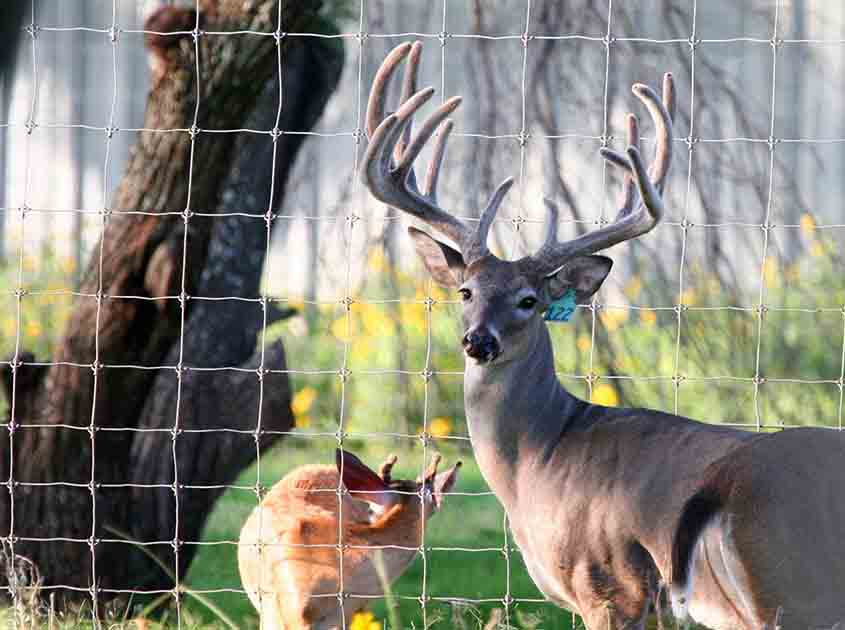 Advantages and applications of fixed knot deer fences