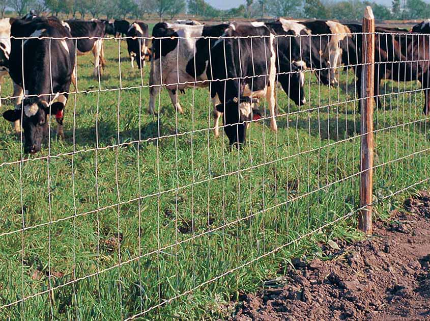 Experience Sharing and Best Practices: Key Points for Selecting and Installing HINGE KNOT FIELD FENCE