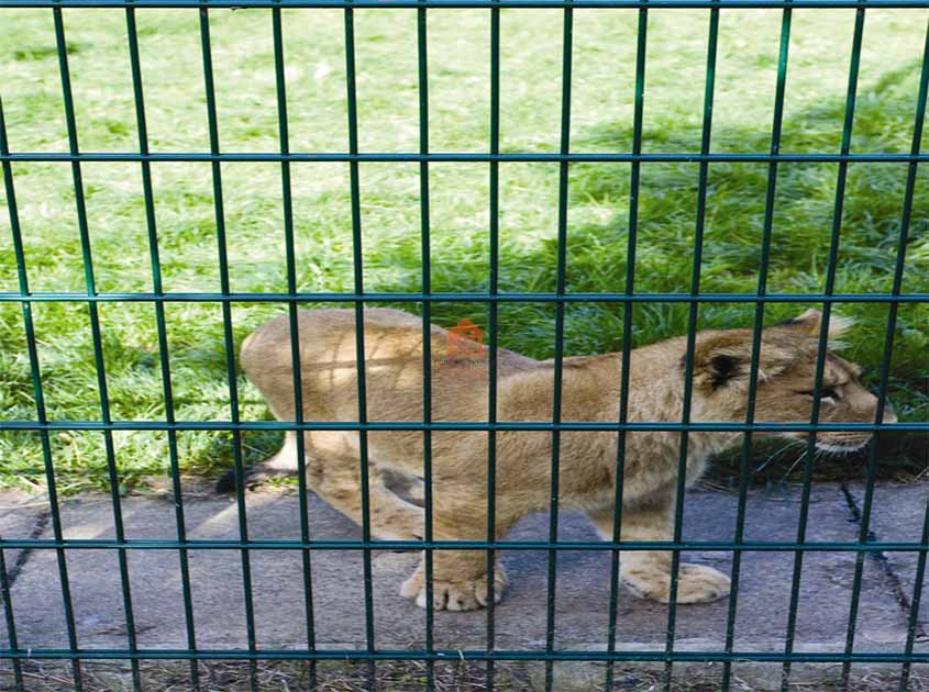 Double Wire Mesh fence: a symphony of strength and structure