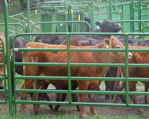 Ensuring Livestock Security: The Importance of High-Quality Cattle fence