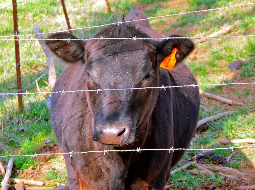 Farm fence: guarding green fields and promoting ecological balance