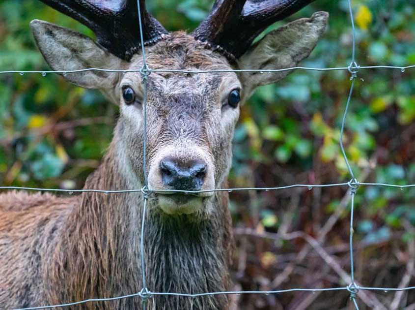 What Is the Best Fence Type for Large Farm Protection?