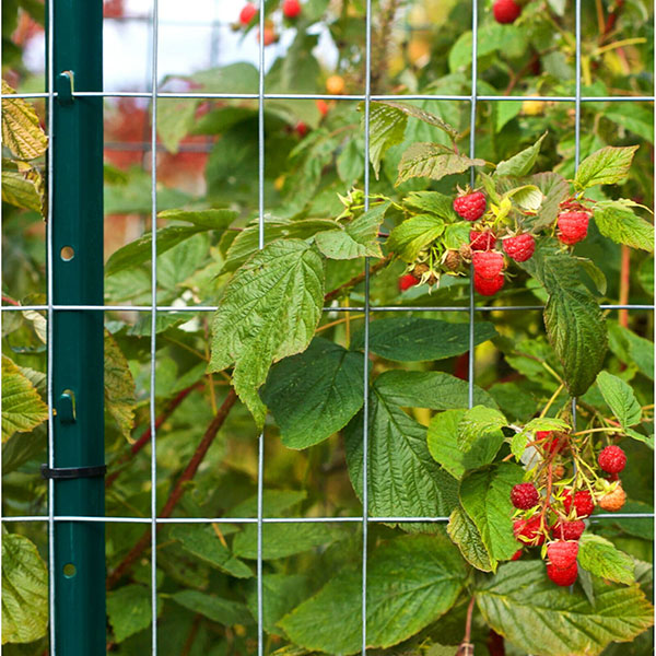 Why Choose Welded Wire Fence for Security and Protection?cid=5 Why Choose Welded Wire Fence for Security and Protection?cid=5