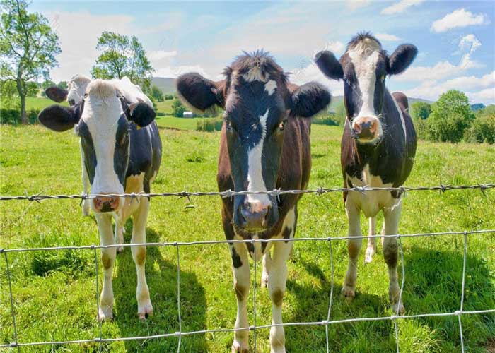 How to Choose Farm Fence for Cattle and Horses: Wire, Height and Design Guide How to Choose Farm Fence for Cattle and Horses: Wire, Height and Design Guide